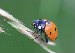 <p>SLUNÉČKO SEDMITEČNÉ (Coccinella septempunctata) ---- /Seven-spotted ladybug - Siebenpunkt-Marienkäfer/</p>